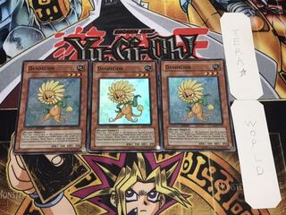 英語版 ダンディライオン スーパー 3枚セット