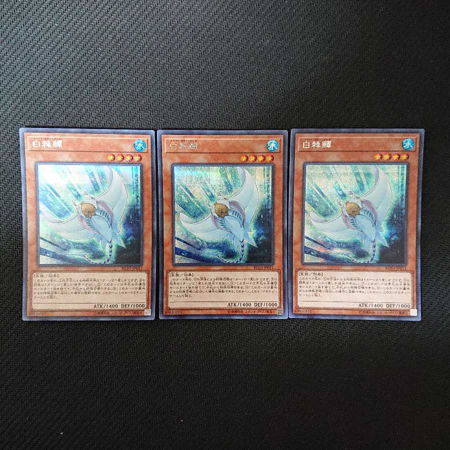 白棘鱏     ホワイト・スティングレイ