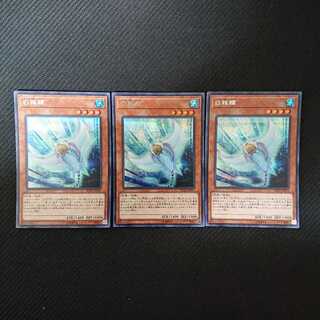 白棘鱏     ホワイト・スティングレイ