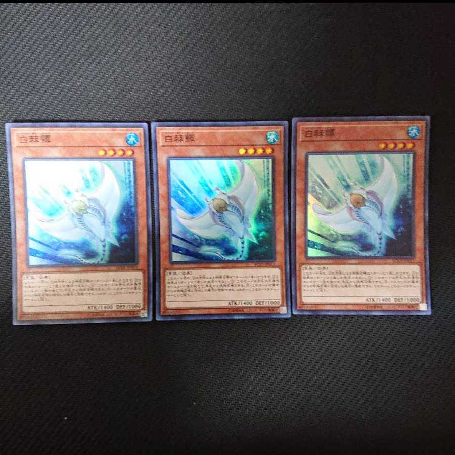 白棘鱏    ホワイト・スティングレイ