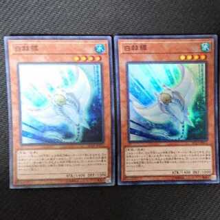 白棘鱏    ホワイト・スティングレイ