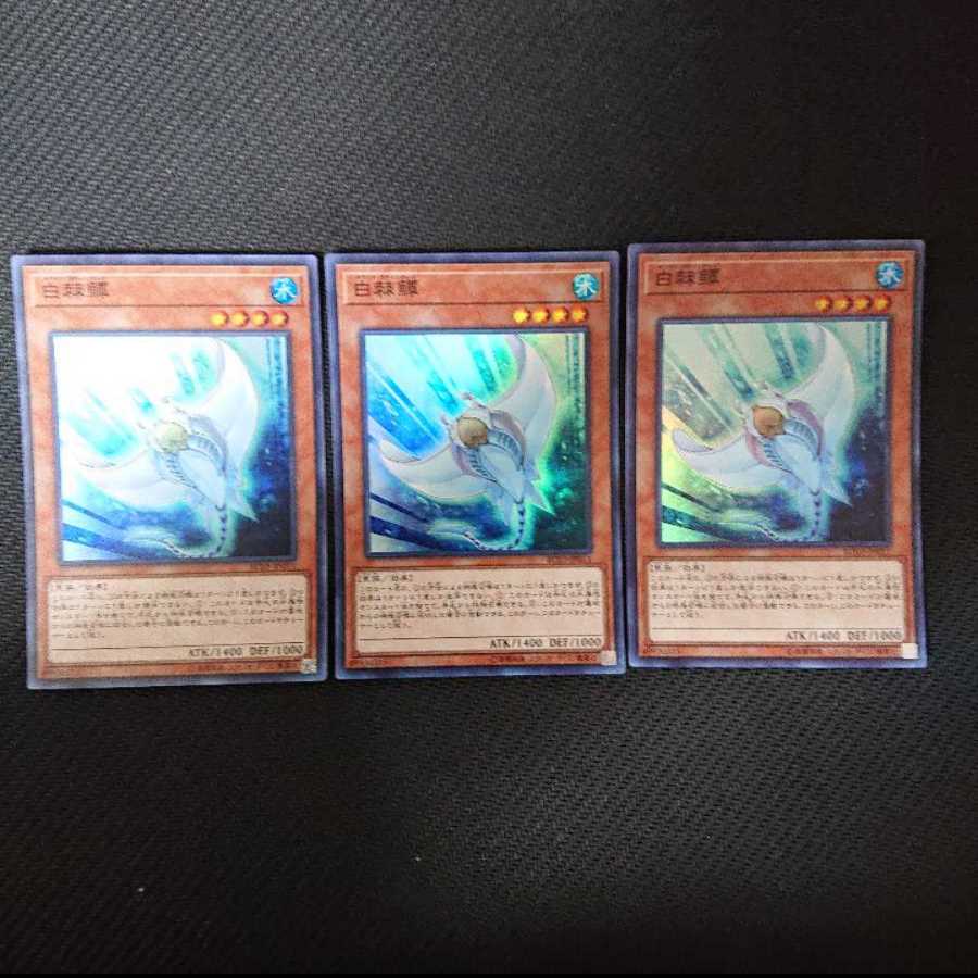 白棘鱏    ホワイト・スティングレイ