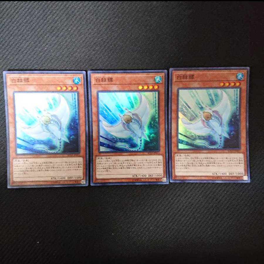 白棘鱏   ホワイト・スティングレイ