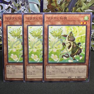 Matatabi sengan tanuki normal JP031
