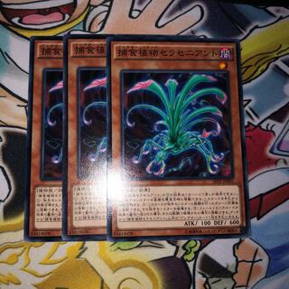 Predaplant Sarraceniant Normal JP001