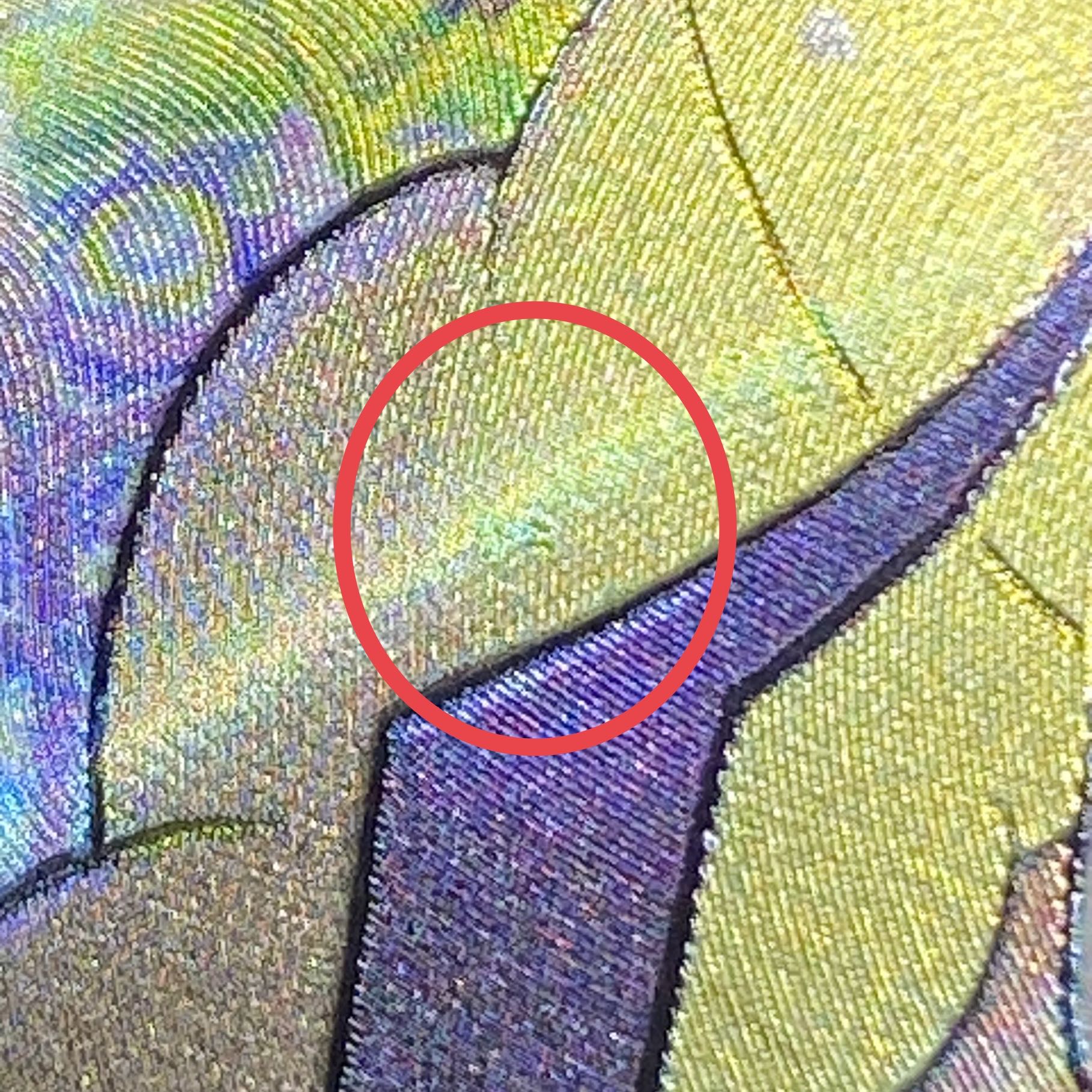 Glint SR 246/172 in Elesa