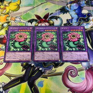 捕食植物キメラフレシア 3枚セット