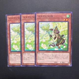 3 pieces of matatabi sennin