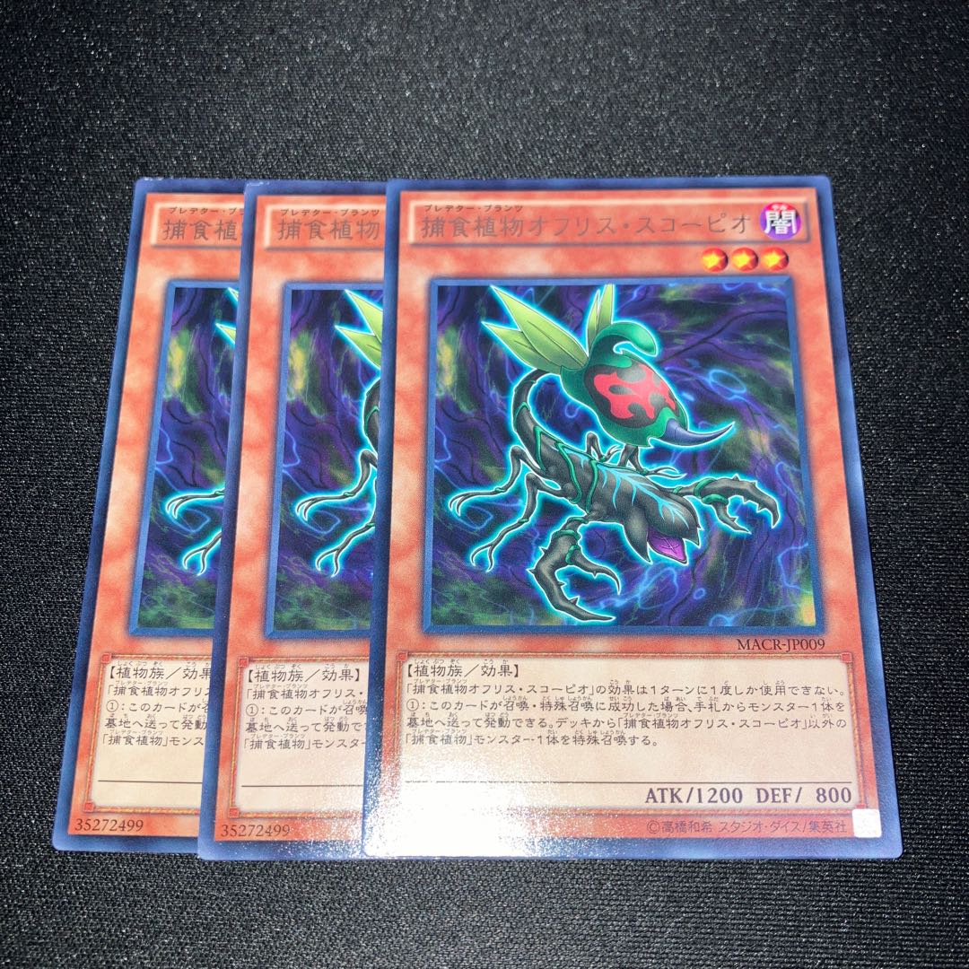 Predaplant Ophrys Scorpio Rare JP009 3 copies Special Price