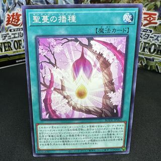 聖蔓の播種 ノーマル JP065