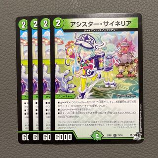【出品時最安値】アシスター・サイネリア C 73/74