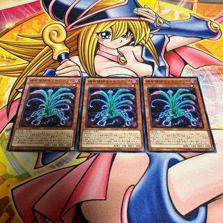 Predaplant Sarraceniant Normal JP001