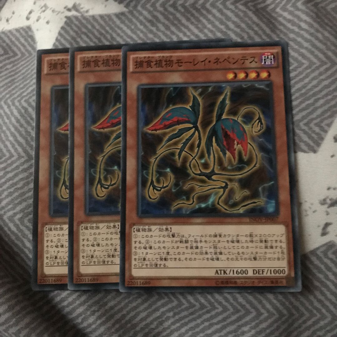 マドレース 捕食植物モーレイ・ネペンテス