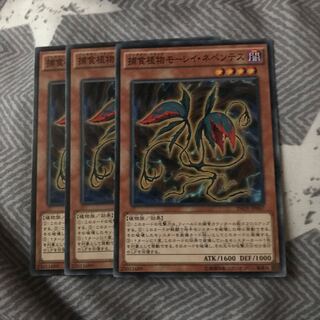 マドレース 捕食植物モーレイ・ネペンテス