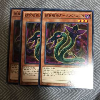 マドレース 捕食植物ダーリング・コブラ