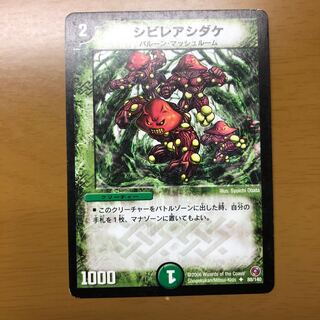 シビレアシダケ