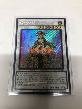 瓔珞帝華-ペリアSquirrel（日本版版イラスト）