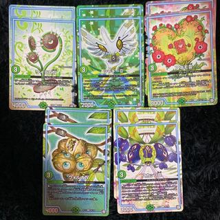 ワイラビ シャギー アネモ スカップ ウォルナ