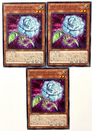 Brilliant Rose [Normal] JP021