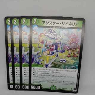 アシスター・サイネリア C 73/74