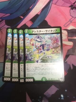 アシスター・サイネリア C 73/74