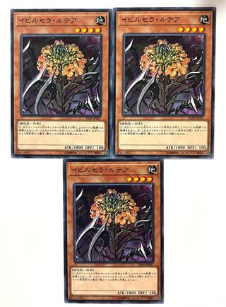 イビルセラ・ルテア【ノーマル】JP027