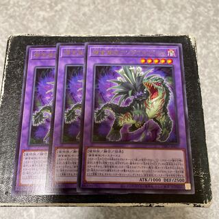 捕食植物アンブロメリドゥス レア3枚