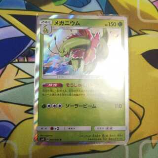 メガニウム一枚