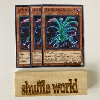 Predaplant Sarraceniant 679