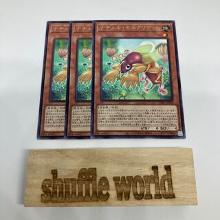 Natur Mole Cricket 981