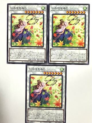 いろはもみじ 【ノーマル 】JP042