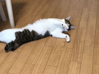 ブローリー様専用　カダブランプー