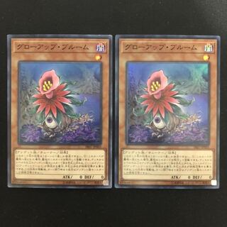 グローアップ・ブルーム　スーパー　2枚