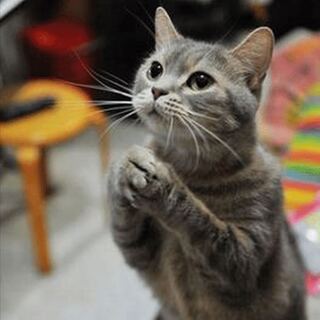 フェアリーライフ csプロモ 4枚募集