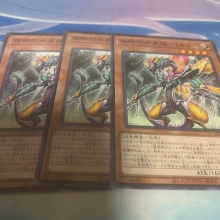 侵略的外来種－I.A.S