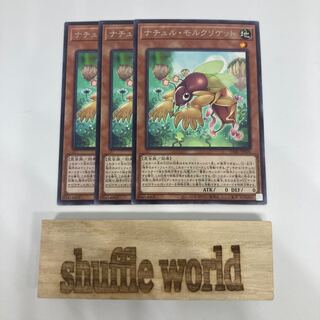 Natur Mole Cricket 1447