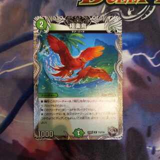 Birds of Paradise (Black Treasure) R T12/T20 1 piece