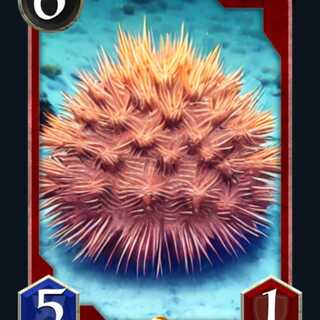 Sカード キャベツを食べるウニ