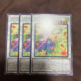 いろはもみじ ノーマル JP042