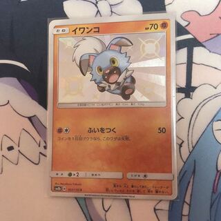 イワンコ   色違い