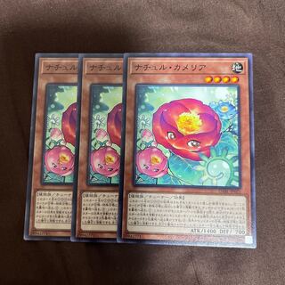 Nature Camellia Normal JP021