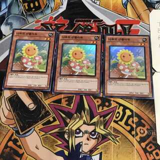 韓国版 ナチュル・サンフラワー 1 スーパー 3枚セット