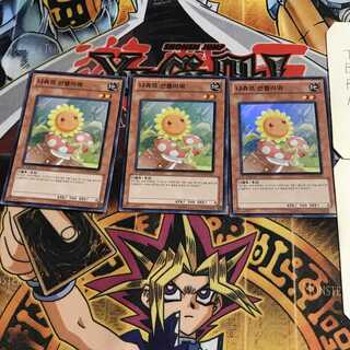 韓国版 ナチュル・サンフラワー 3 スーパー 3枚セット