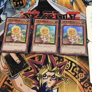 韓国版 ナチュル・サンフラワー 4 スーパー 3枚セット