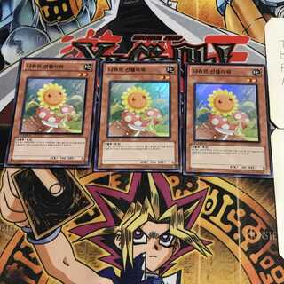 韓国版 ナチュル・サンフラワー 5 スーパー 3枚セット