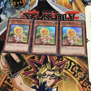 韓国版 ナチュル・サンフラワー 7 スーパー 3枚セット