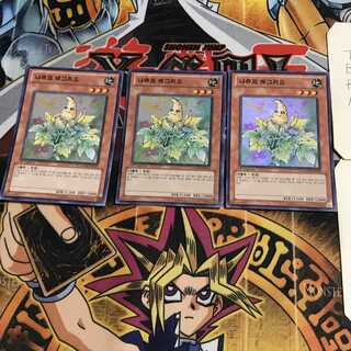 韓国版 ナチュル・ラグウィード 3 スーパー 3枚セット