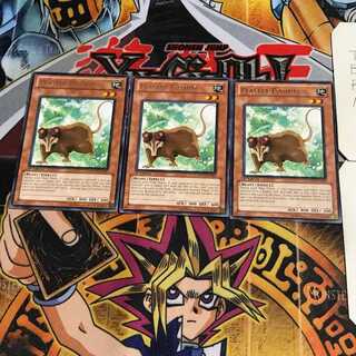 英語版 おとぼけオポッサム 1 レア 3枚セット てら