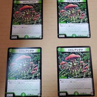 シビレアシダケ