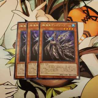 揺海魚デッドリーフ